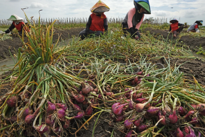 Petani keluhkan harga bawang merah turun