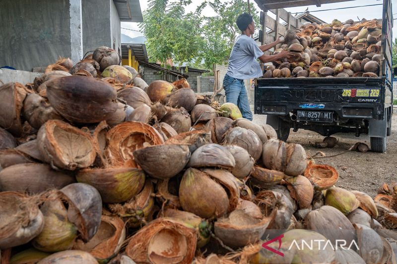 Potensi ekspor sabut kelapa