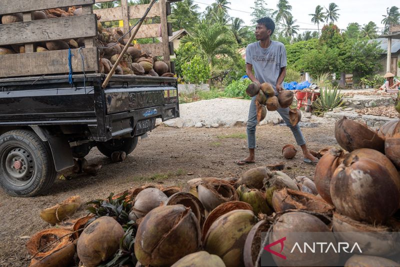 Potensi ekspor sabut kelapa