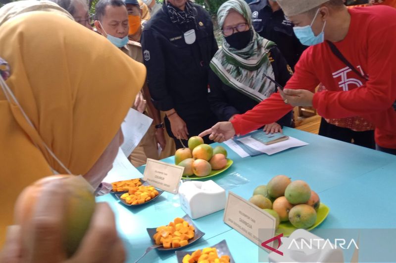 Pemkab Cirebon optimistis buah mangga jadi komoditas ekspor unggulan