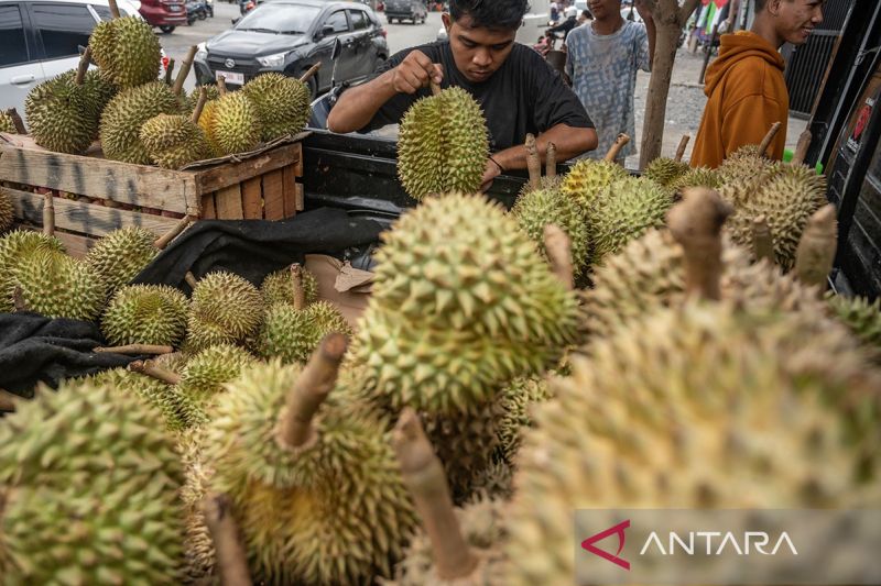 Peluang ekspor buah durian montong