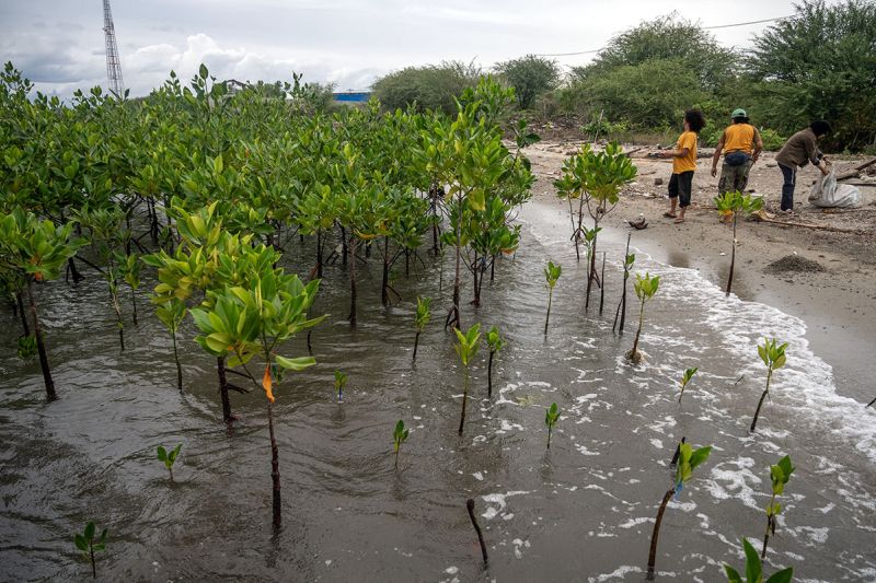 Pembersihan pantai di kawasan konservasi mangrove