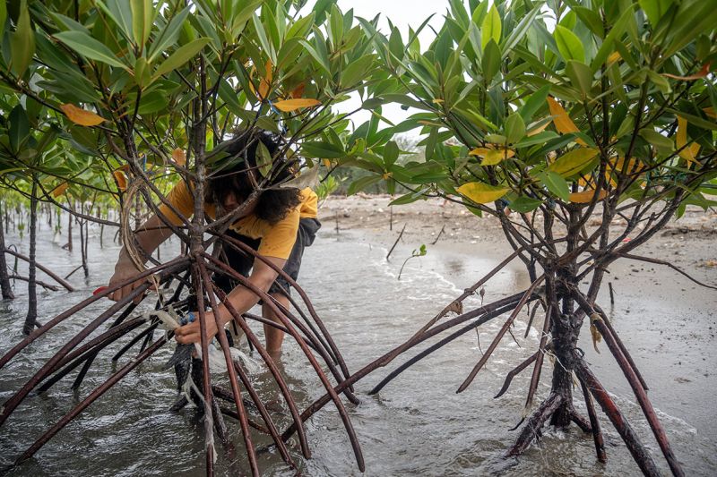 Pembersihan pantai di kawasan konservasi mangrove