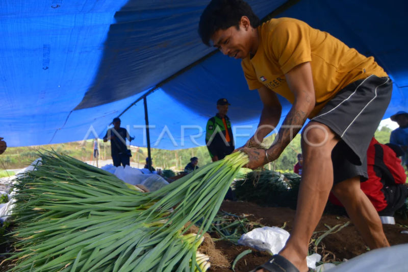 Jumlah lahan pertanian terdampak erupsi Marapi