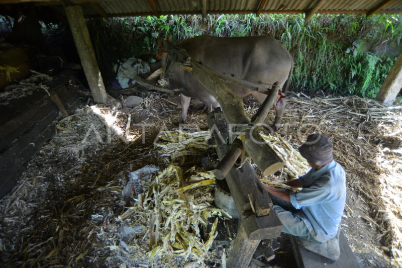 Kilang tebu tradisional menggunakan kerbau