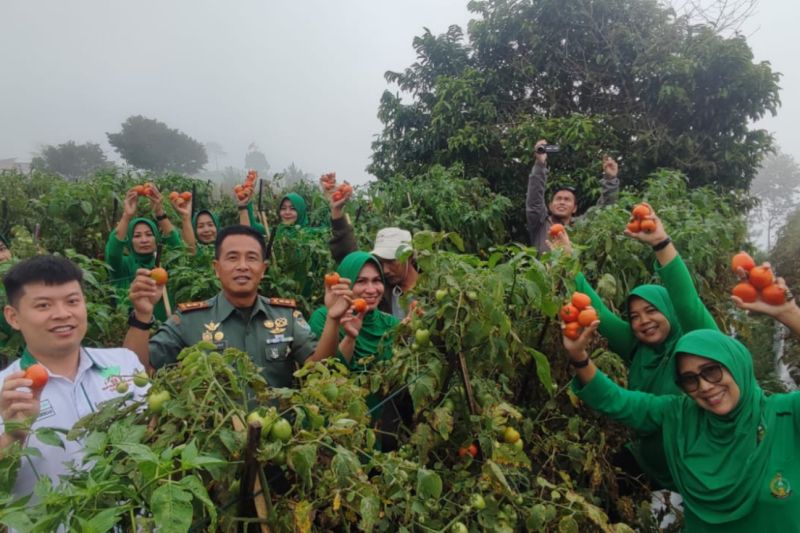 Kodim Kuningan lakukan panen raya tomat di lahan ekowisata