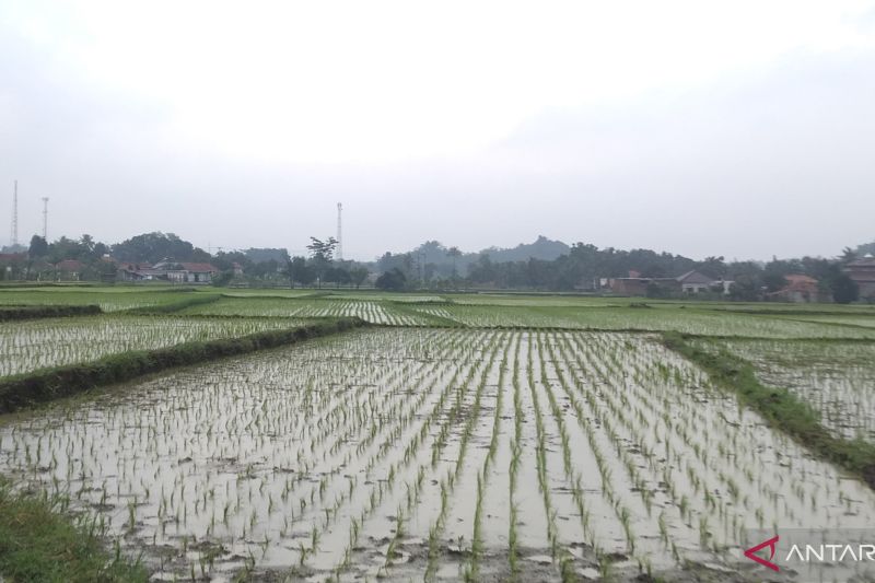 Pemkab Cianjur targetkan produksi padi 2024 sekitar 1 juta ton