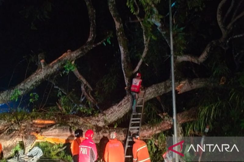 Polres Cianjur alihkan arus ke jalur alternatif akibat pohon tumbang