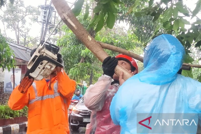 Belasan relawan PMI Cianjur disiagakan khusus tangani pohon tumbang