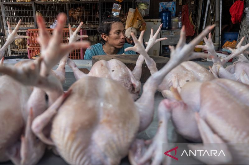 Jagung picu kenaikan harga ayam pedaging