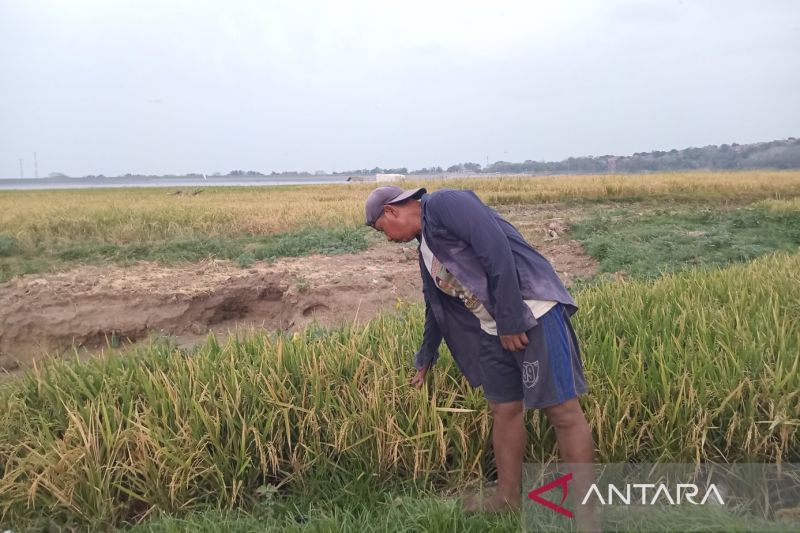 Petani Cirebon diminta pakai pupuk organik jaga lahan produktif