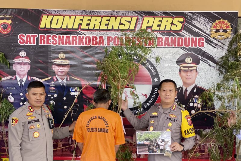 Warga Majalaya tanam 20 pohon ganja ditangkap Polresta Bandung