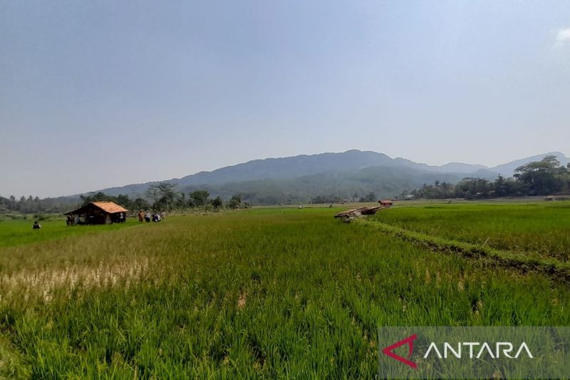 Distanhorbun Bogor targetkan panen padi kembali normal pada Maret 2024