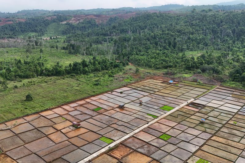 Lahan pertanian terdampak tambang