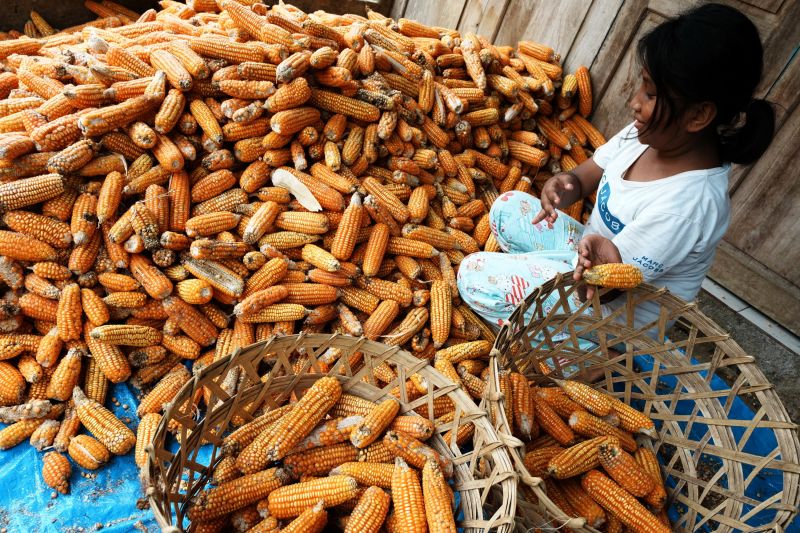 Harga jagung naik akibat stok kurang