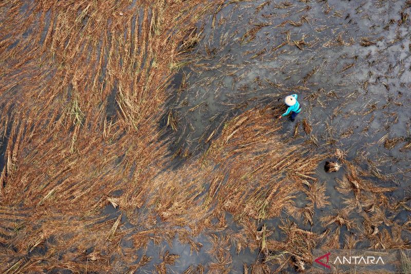 Ribuan hektare lahan pertanian terdampak banjir di Demak