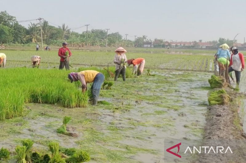 Kabupaten Bekasi manfaatkan lumbung pangan untuk kelola hasil panen