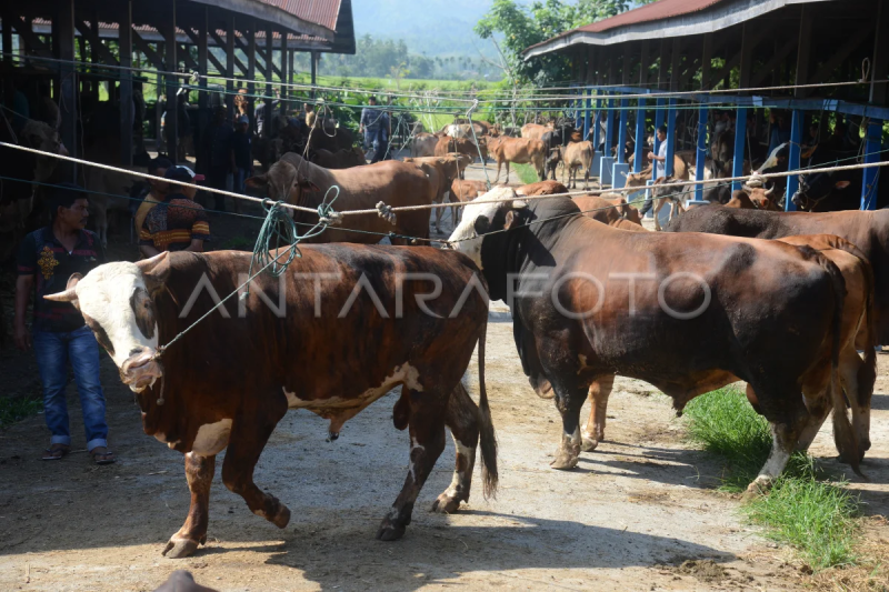 Permintaan ternak jelang tradisi Meugang Ramadhan di Aceh