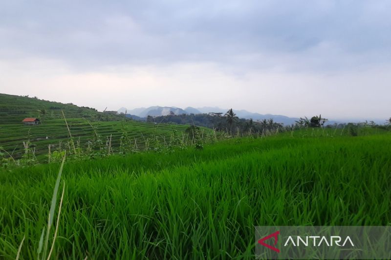 12.393 hektare sawah di Kuningan dipanen pada April 2024