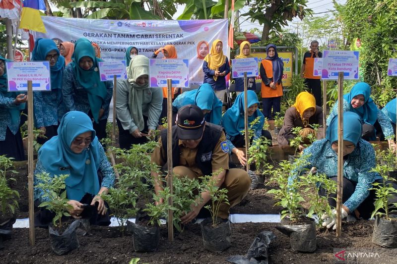 Pemkot Bandung tanam 15 ribu bibit cabai serentak