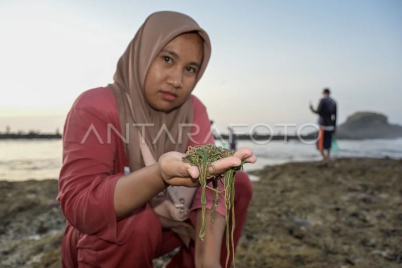 Tradisi Bau Nyale di Mandalika Lombok