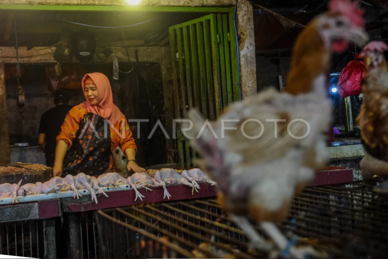 Harga daging ayam naik jelang Ramadhan