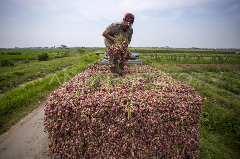 Panen bawang merah di Cirebon