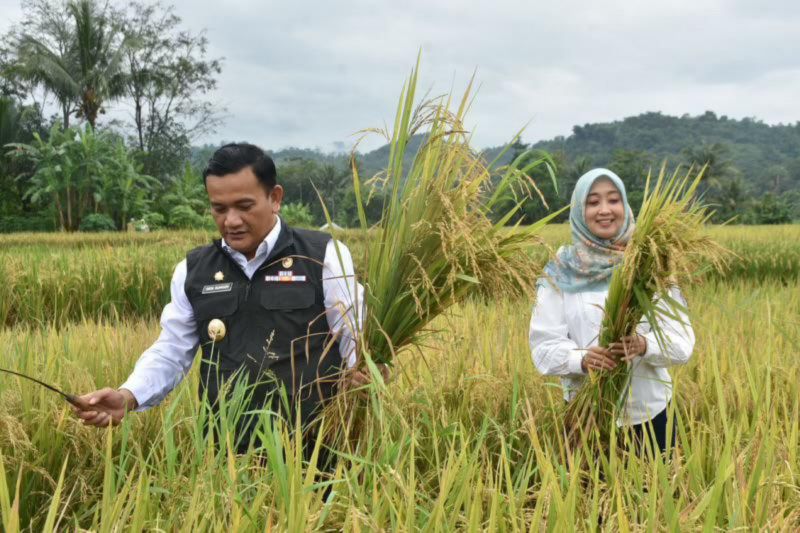 2 kecamatan di Majalengka panen padi hasilkan 20.100 ton GKP