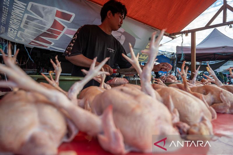 Kenaikan temporer harga daging ayam dan sapi