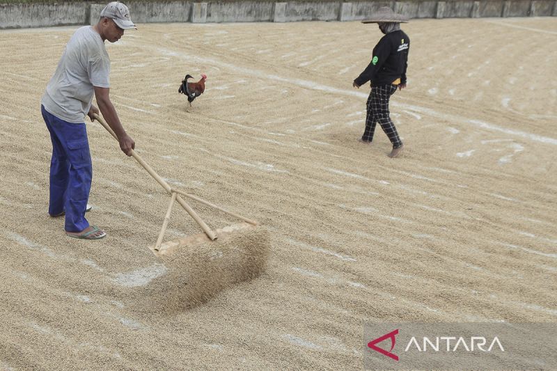 Perkiraan penurunan produksi padi