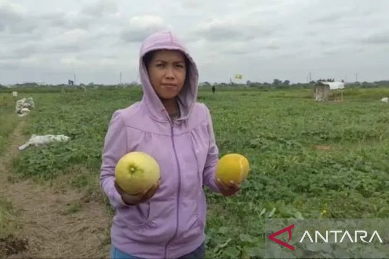 Wisata petik timun suri di Sriamur Bekasi jadi daya tarik warga