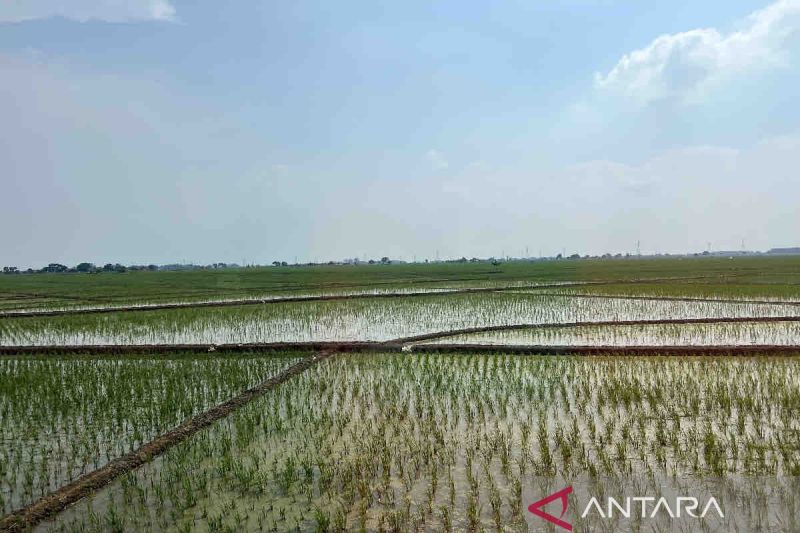 KSAD perintahkan jajaran membantu perairan sawah di Pulau Jawa