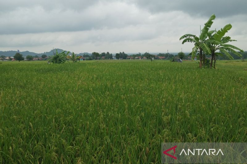 Pemkab Cirebon bagikan benih gratis bagi petani terdampak banjir