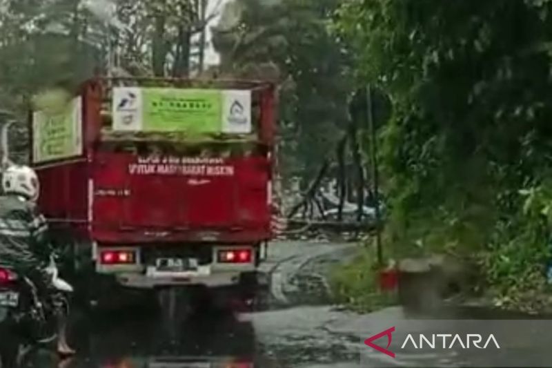 BPBD tuntaskan penanganan pohon tumbang yanh memutus jalur Puncak