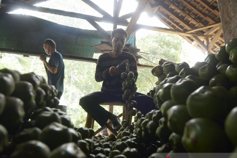 Produksi buah kolang kaling di Bandarlampung