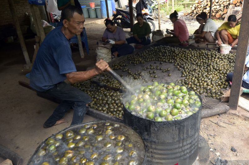 Produksi buah kolang kaling di Bandarlampung