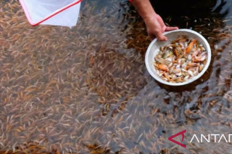 Purwakarta tebar ratusan ribu benih ikan ke waduk Jatiluhur dan empat itu