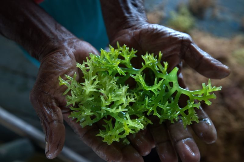 Harga rumput laut brokoli turun drastis