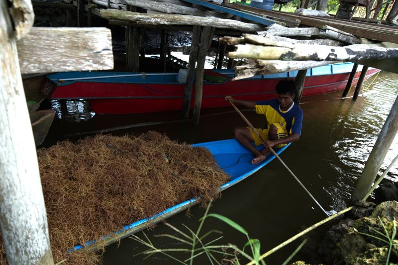 Harga rumput laut brokoli turun drastis