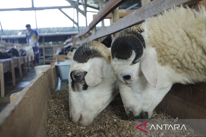 Peternakan domba modern di Sukabumi