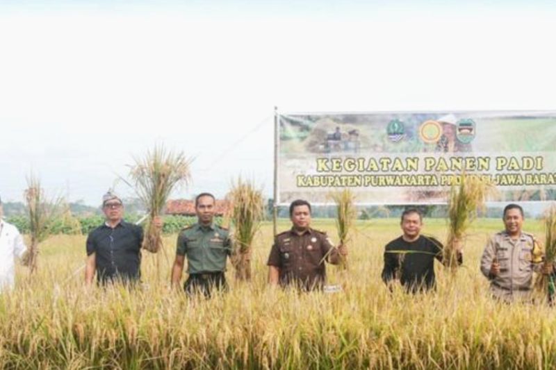 Ratusan hektare sawah di Purwakarta mulai dipanen