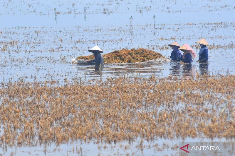 Ribuan hektare tanaman padi puso akibat banjir di Kudu