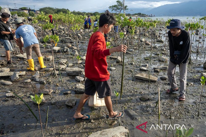 Tanam mangrove peringati Hari Air Sedunia di Palu