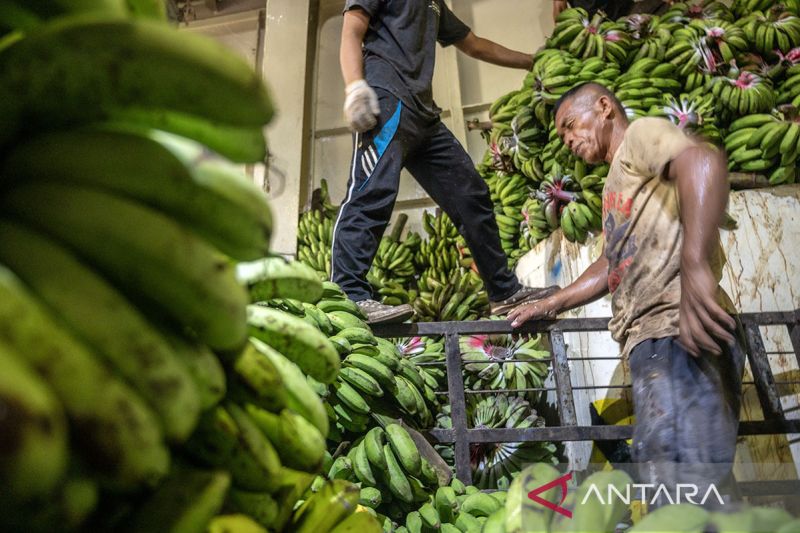 Pengiriman buah pisang ke Kalimantan