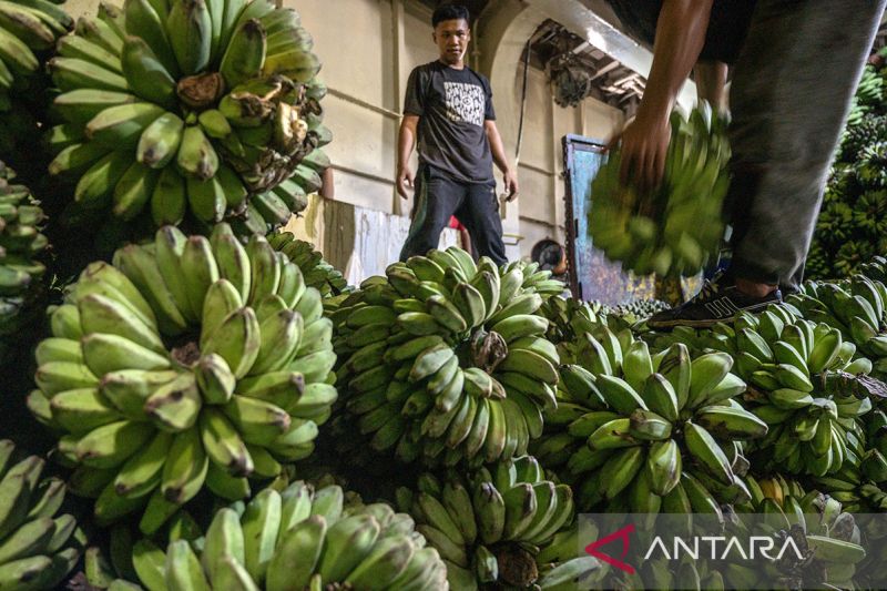 Pengiriman buah pisang ke Kalimantan