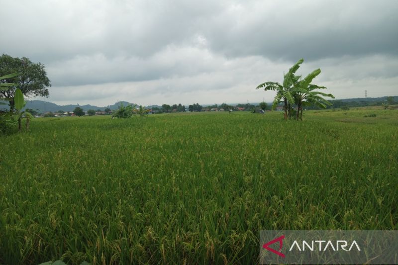 Bulog Cirebon jamin optimalkan serapan gabah hasil panen petani