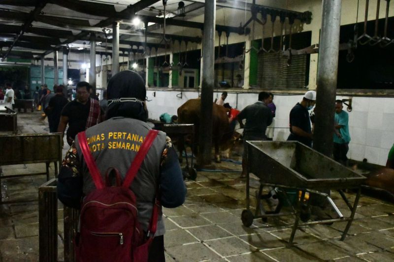 Distan Semarang: Pemotongan Sapi Di RPH Meningkat Jelang Lebaran ...