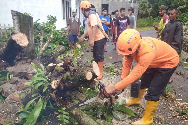 BPBD: Angin kencang picu pohon tumbang di 4 lokasi