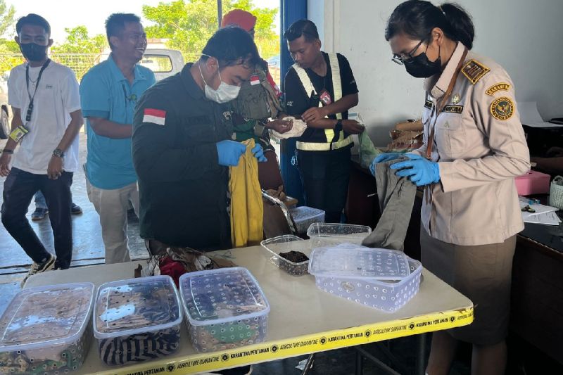 Karantina gagalkan penyelundupan 190 reptil dari Bandara Mopah Merauke