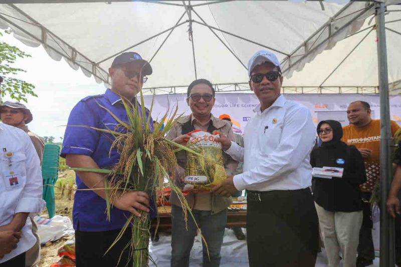 Menteri Pertanian siap kembangkan padi IPB 9G